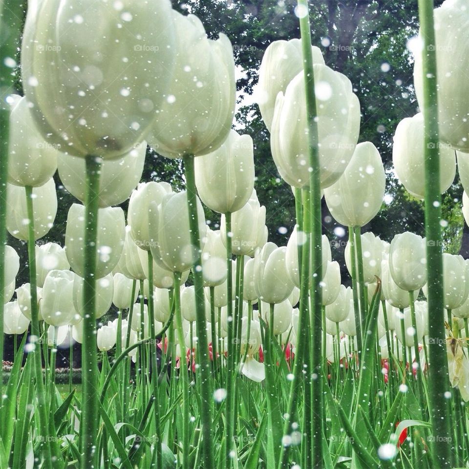 The tulip/ flower gardens in Keukenhof , the Netherlands (holland)