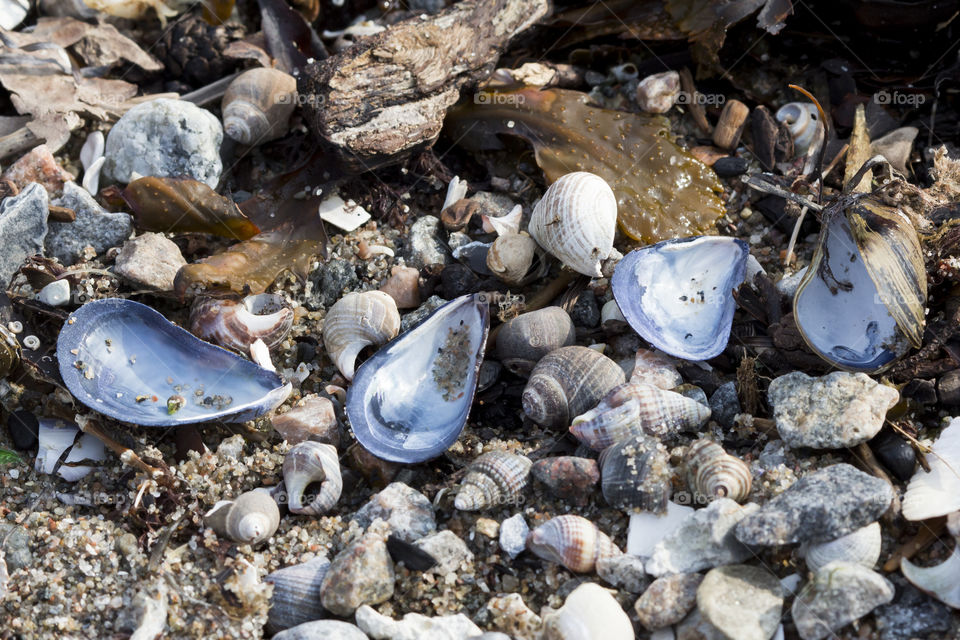 Collection of seashells on beach