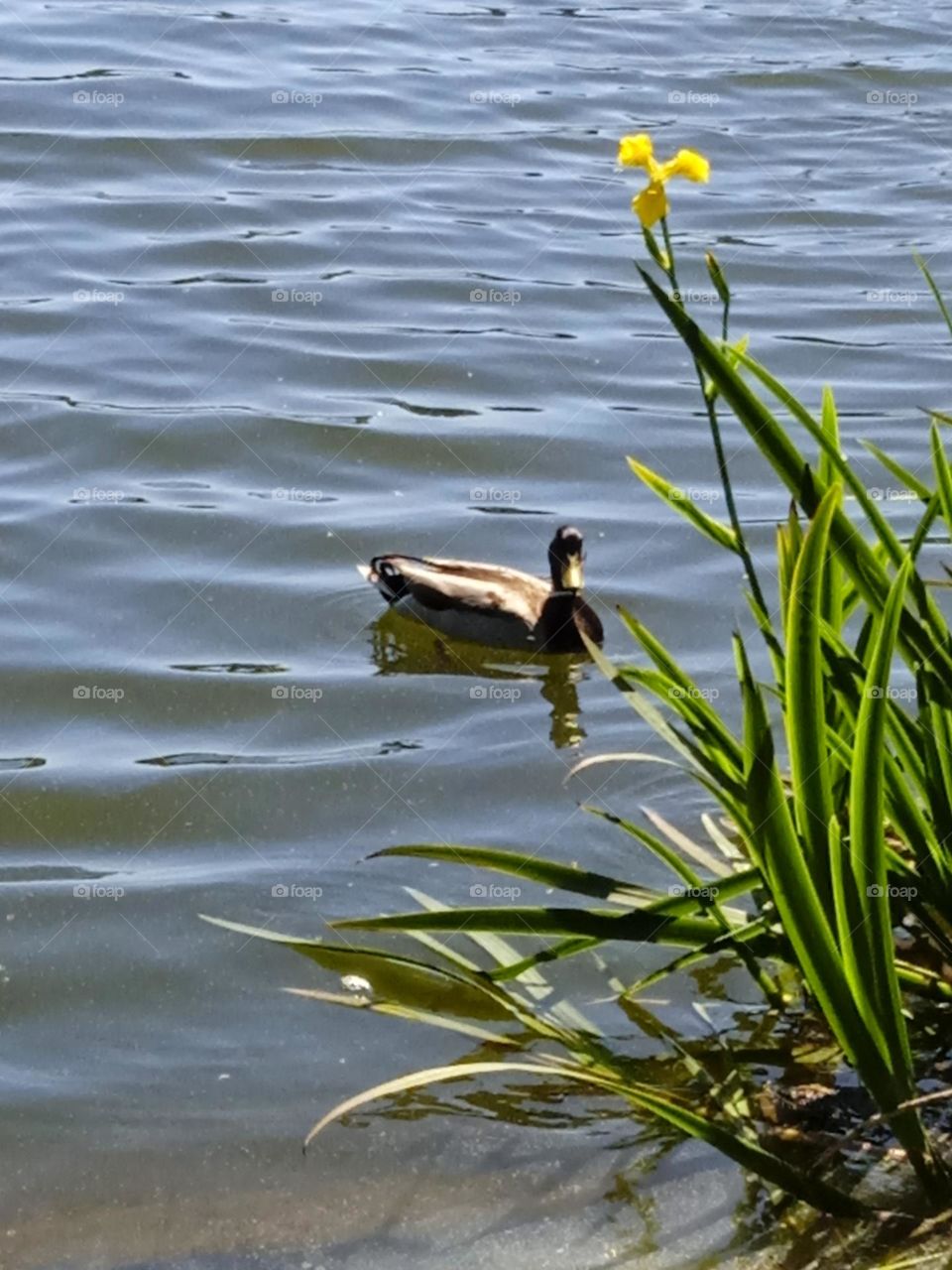 duck in a lake