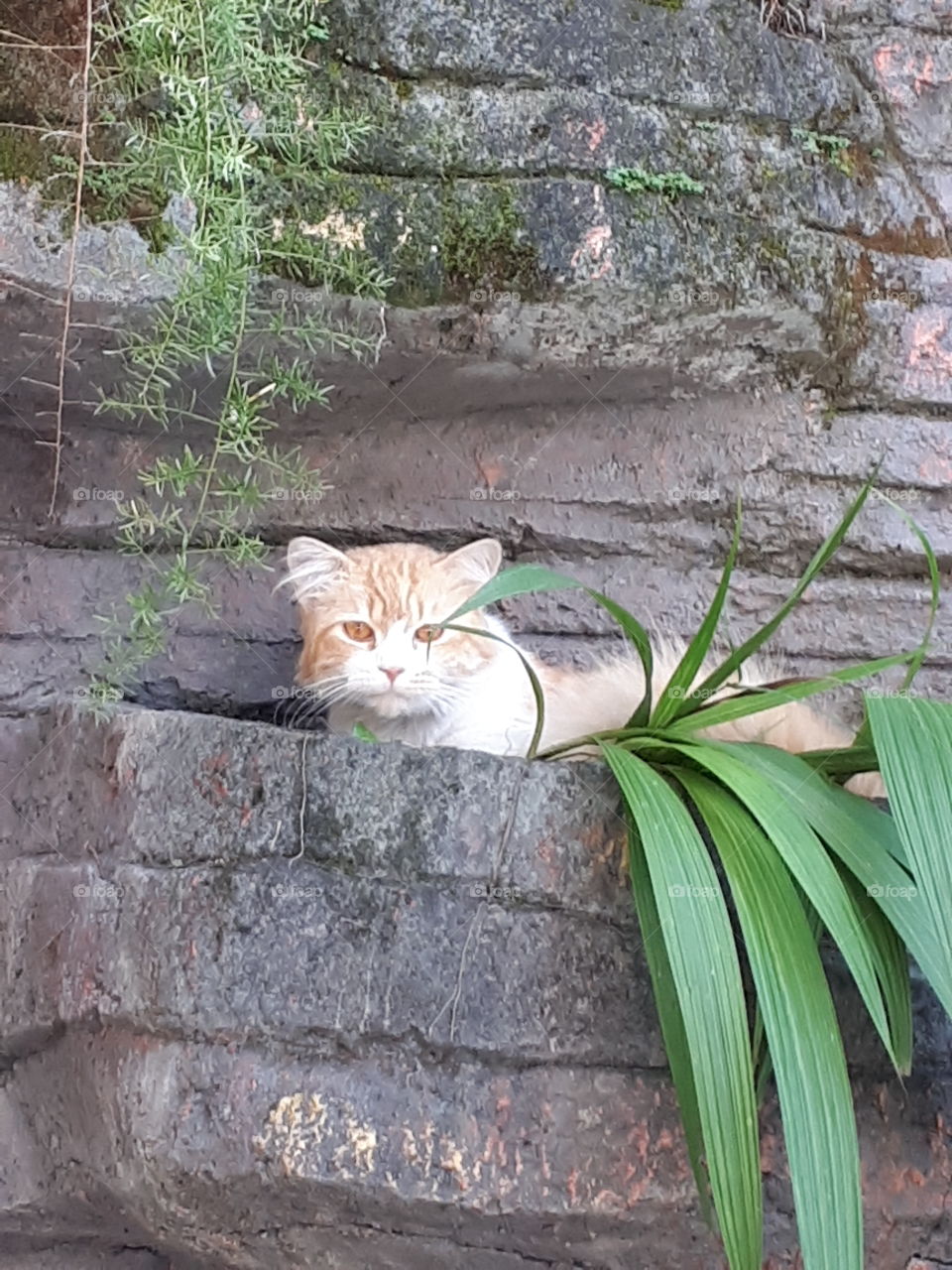 his name is Menggo, he loves to sit and lie down in wall which have flower pot