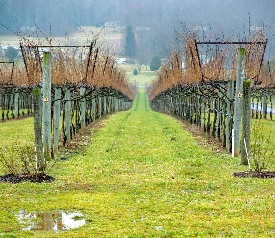 Winter Vineyard