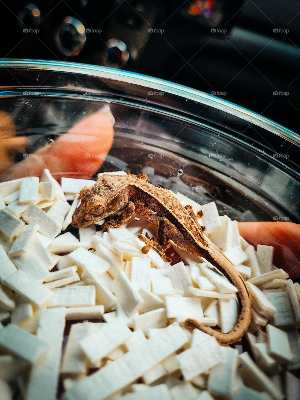 crested gecko