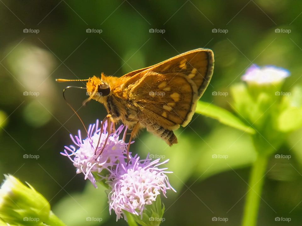 Gray butterfly.