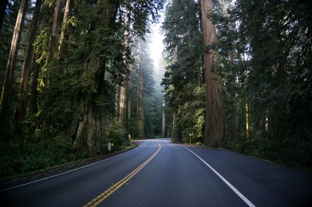 Tarmac Road inside forest