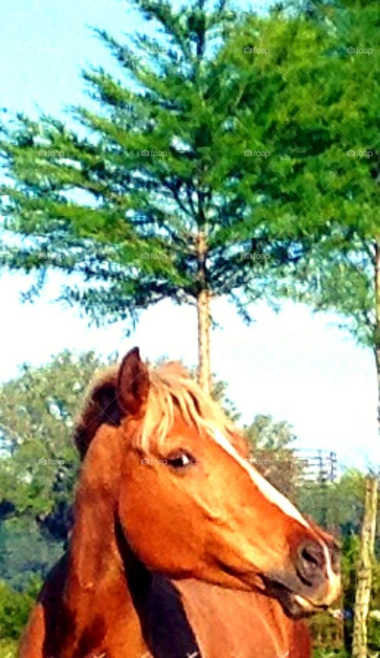 Horse Profile 