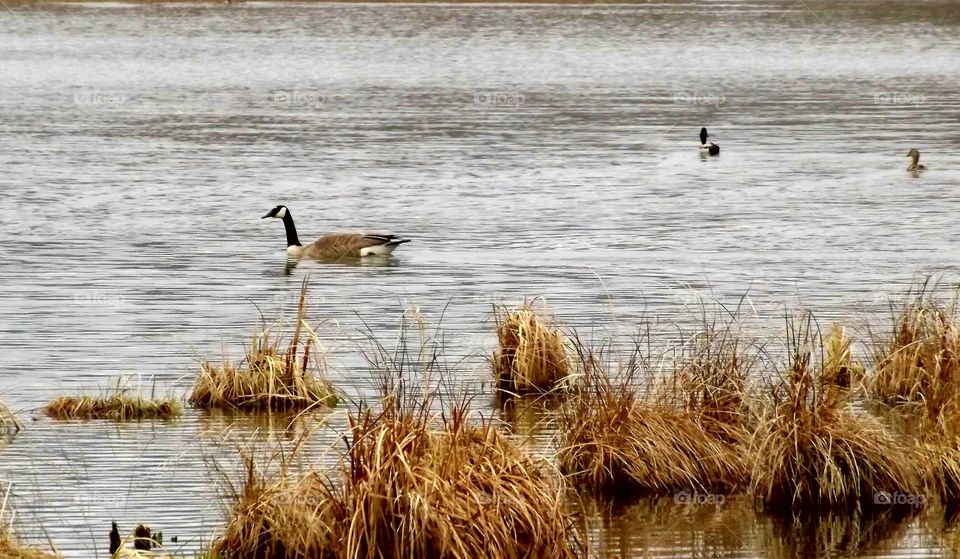 A goose on the pond