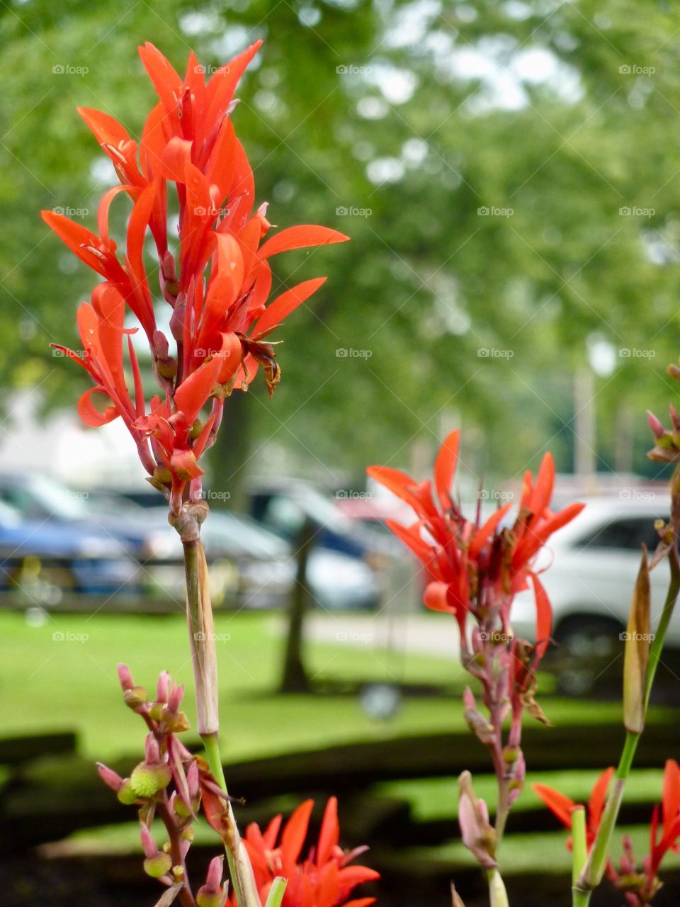 Bright Orange Blossoms