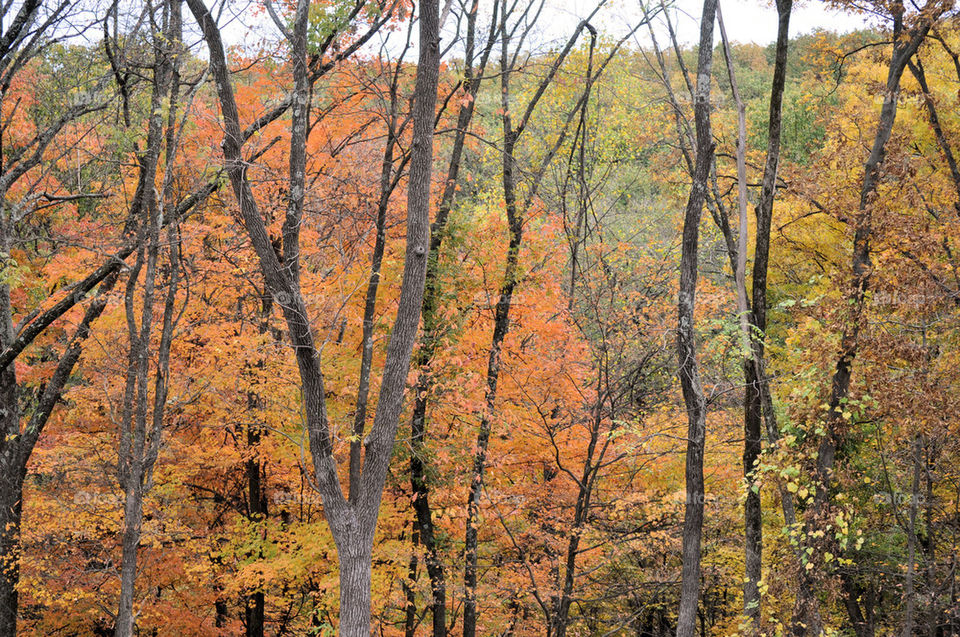 nature outdoors wood tree by refocusphoto