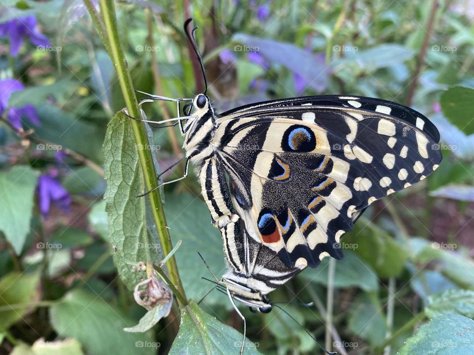 Butterflies having fun