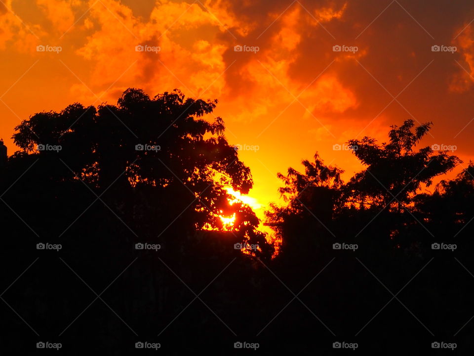 Silhouette of trees at sunset