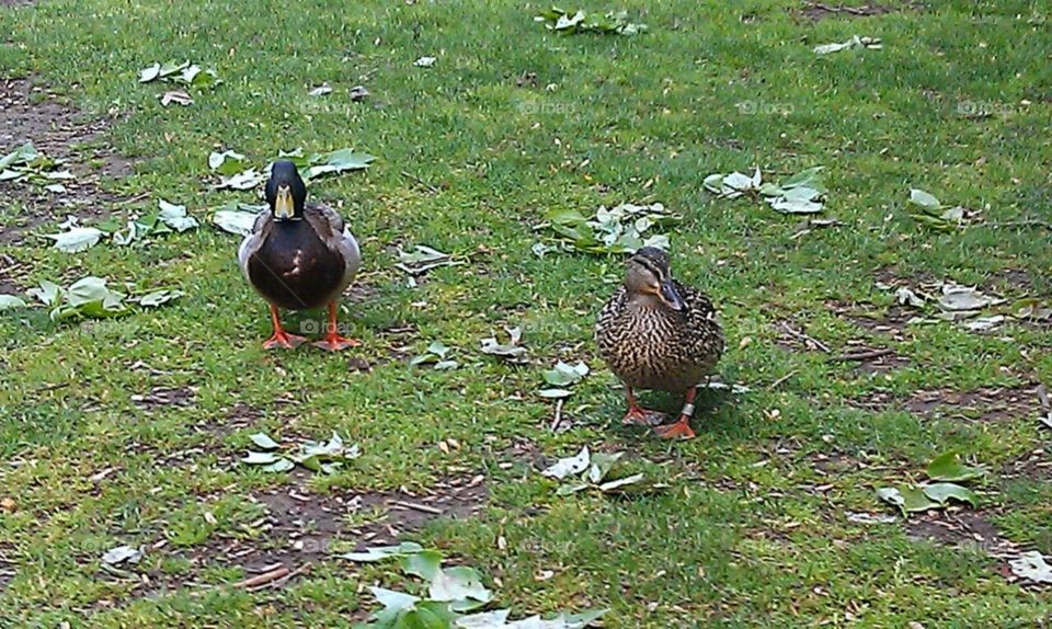Ducks 1