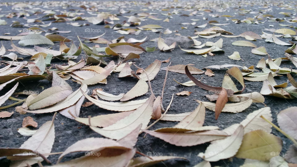 Autumn Leaves in the Street