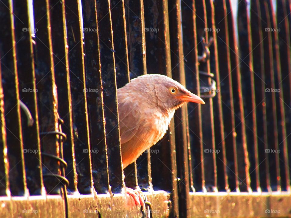 Jungle babbler bird or (Turdoides striata) or beautiful seven sisters or angry bird