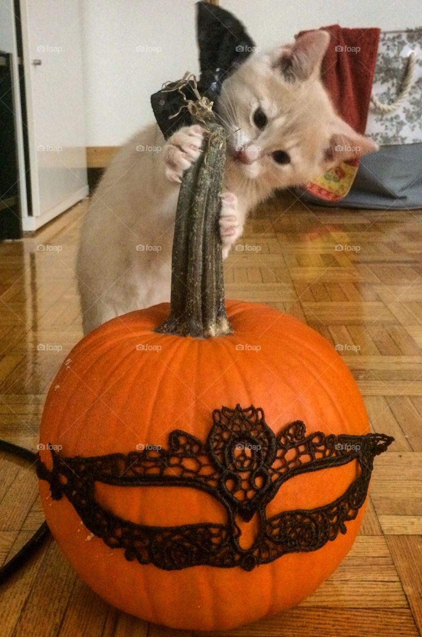 Halloween Kitten 