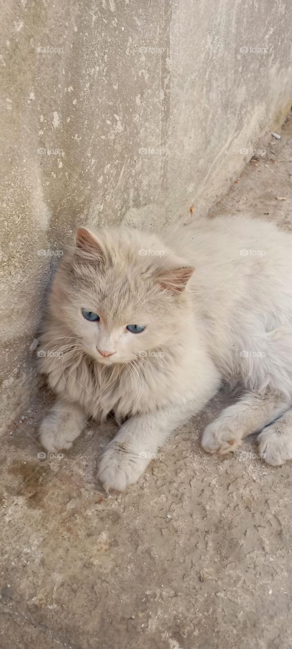 white cat with blue eyes