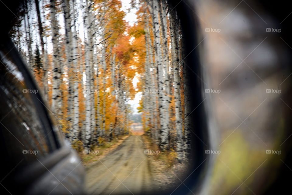 Rear View Reflection