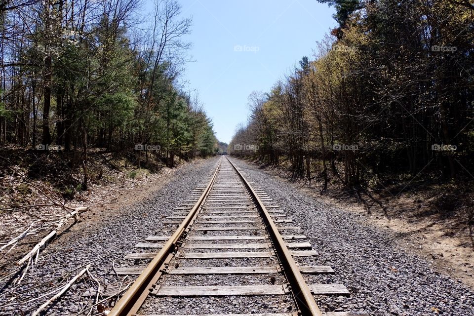 Straight railroad tracks in the woods