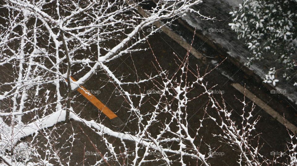 iced winter branches
