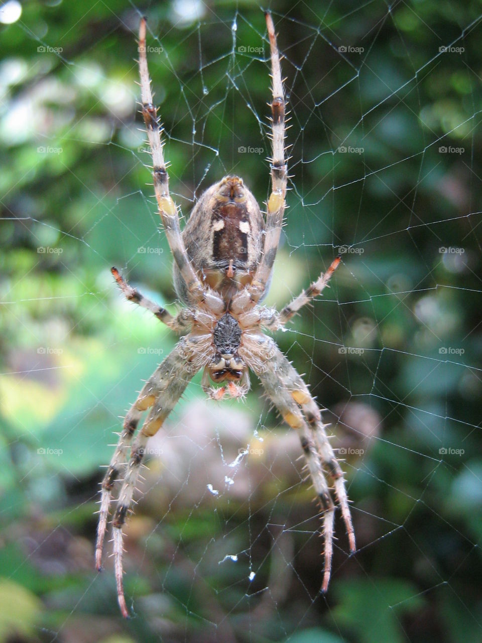Extreme close-up of spider on spiderweb