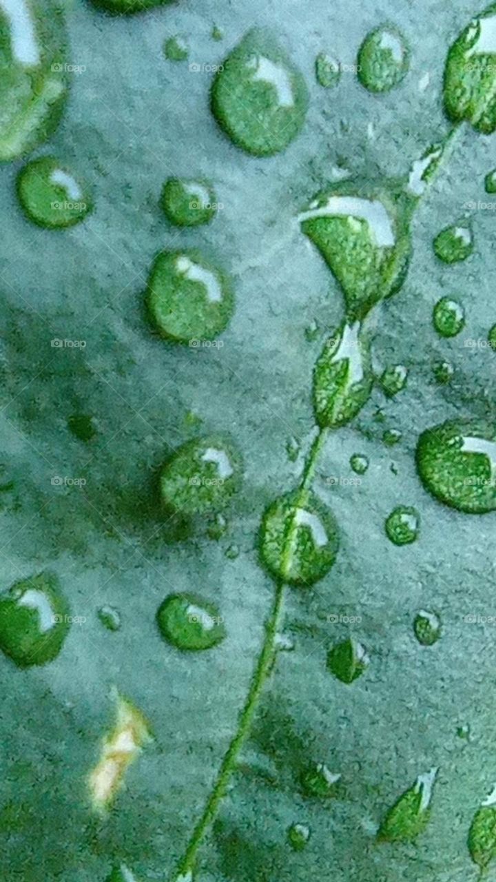 Raindrops on green leaf / gotas de lluvia en hoja verde