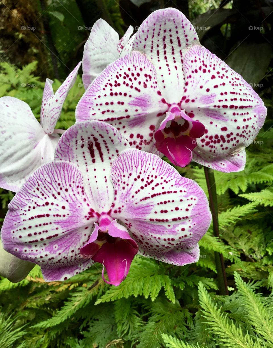 Orchids at Hawaii Tropical Botanical Garden