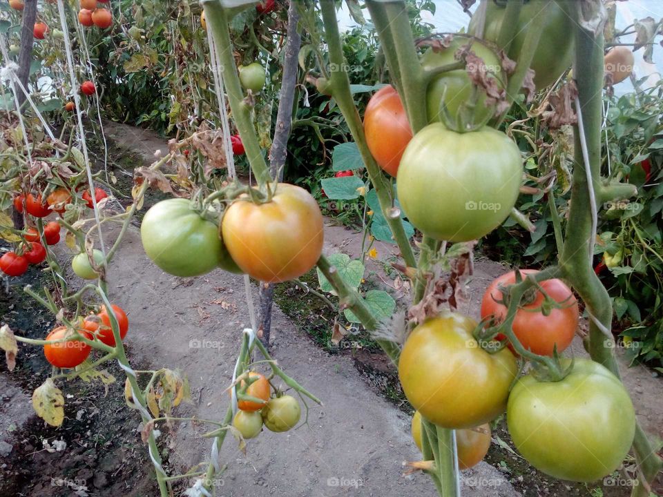 tomatoes #2