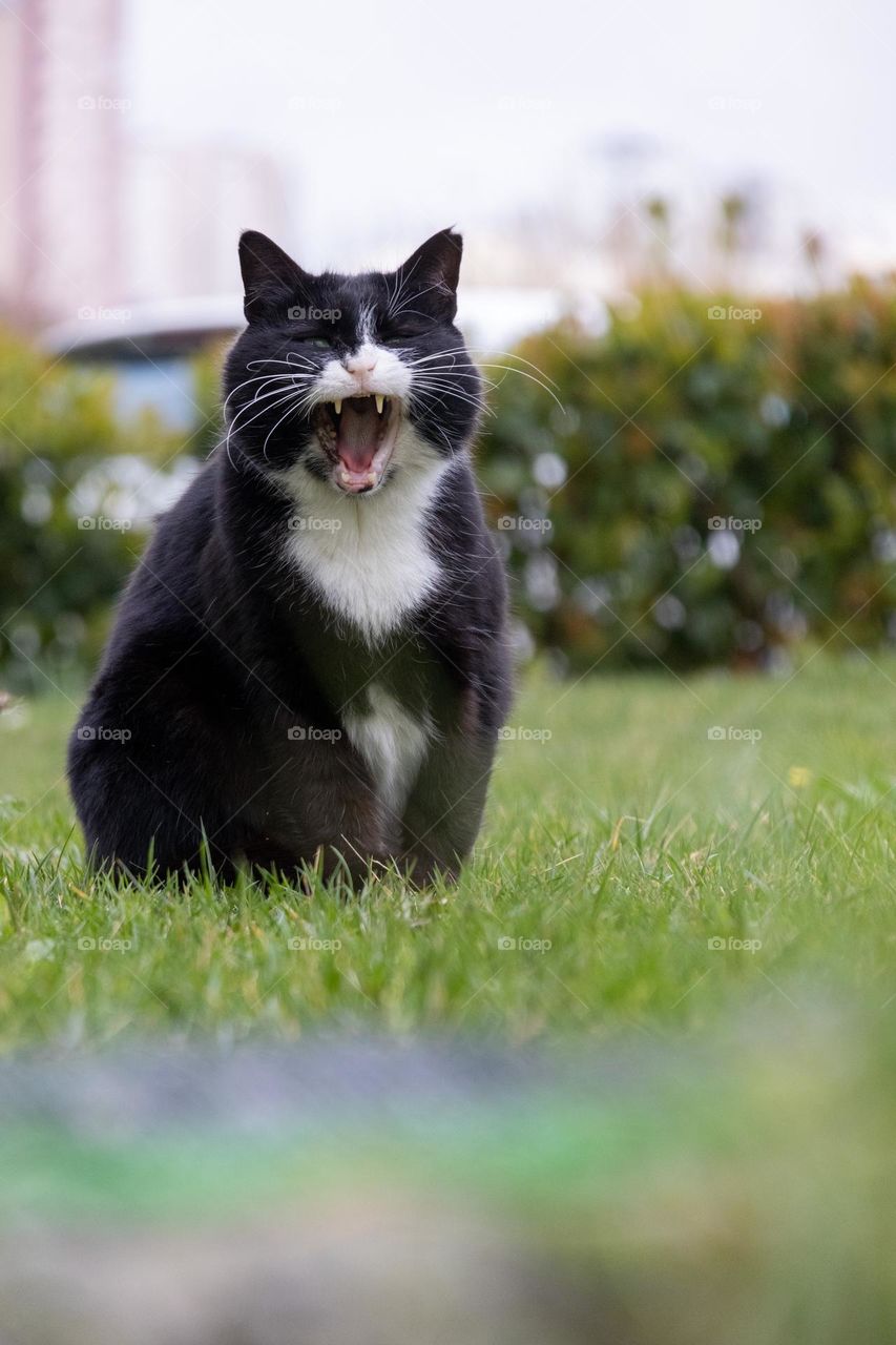 Cat yawning on the grass