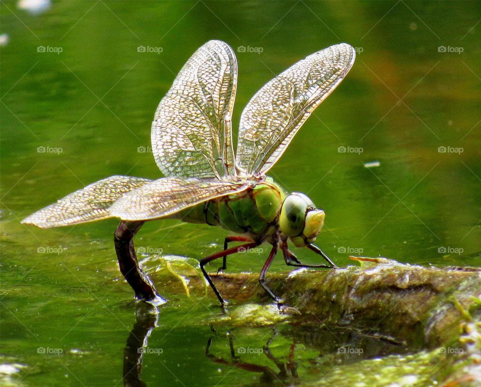 dragonfly