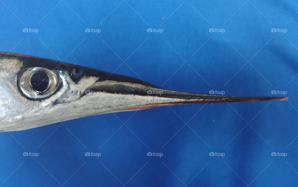 fish Fisch Hornhecht Wasser