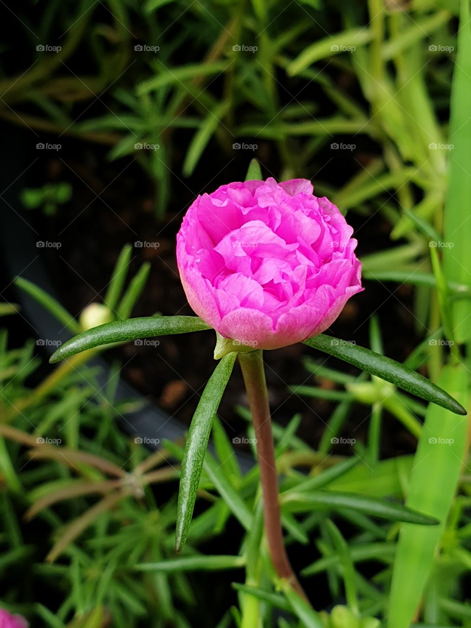 the Portulaca Grandiflora