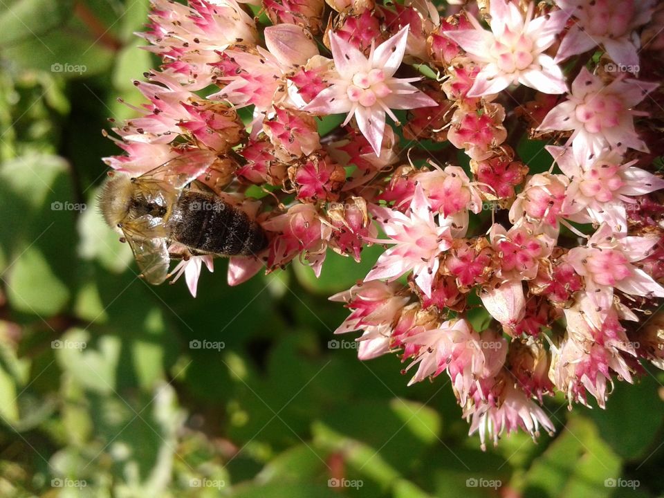 bee on flowers macro