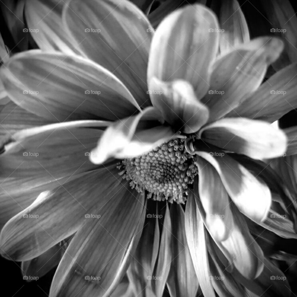 Flower, Nature, Beautiful, Monochrome, Flora