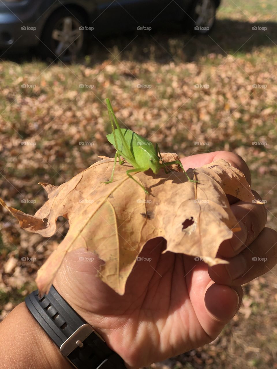 leaf grasshopper