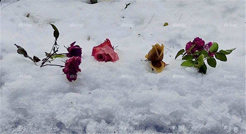 Roses in the snow make for a romantic yet at the same time melancholy visual impression of winter. This photograph was taken during the big snow blizzard that swept across “Bavaria”, Germany in early December 2023. Hypnotic Productions