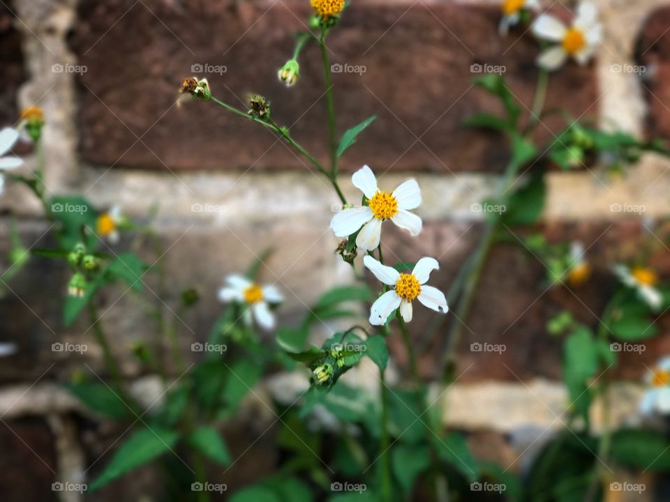 Wild flowers with brick wall background. 