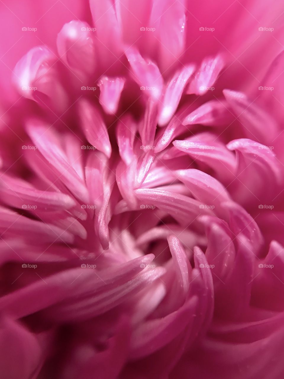 Pink Flower Texture 