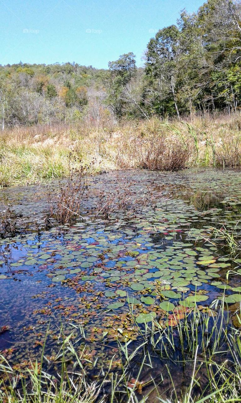 Pond In Fall