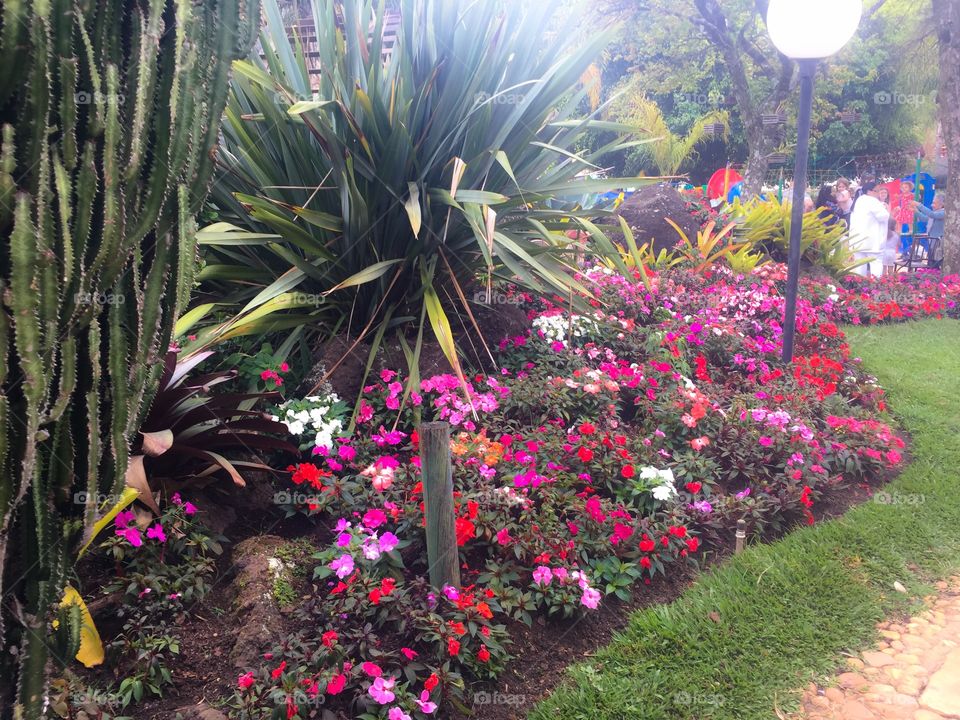 Flowers in garden