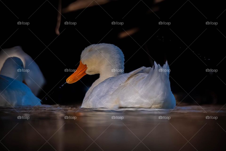 Shake it off. An elegant white duck shakes off the top excess water. 