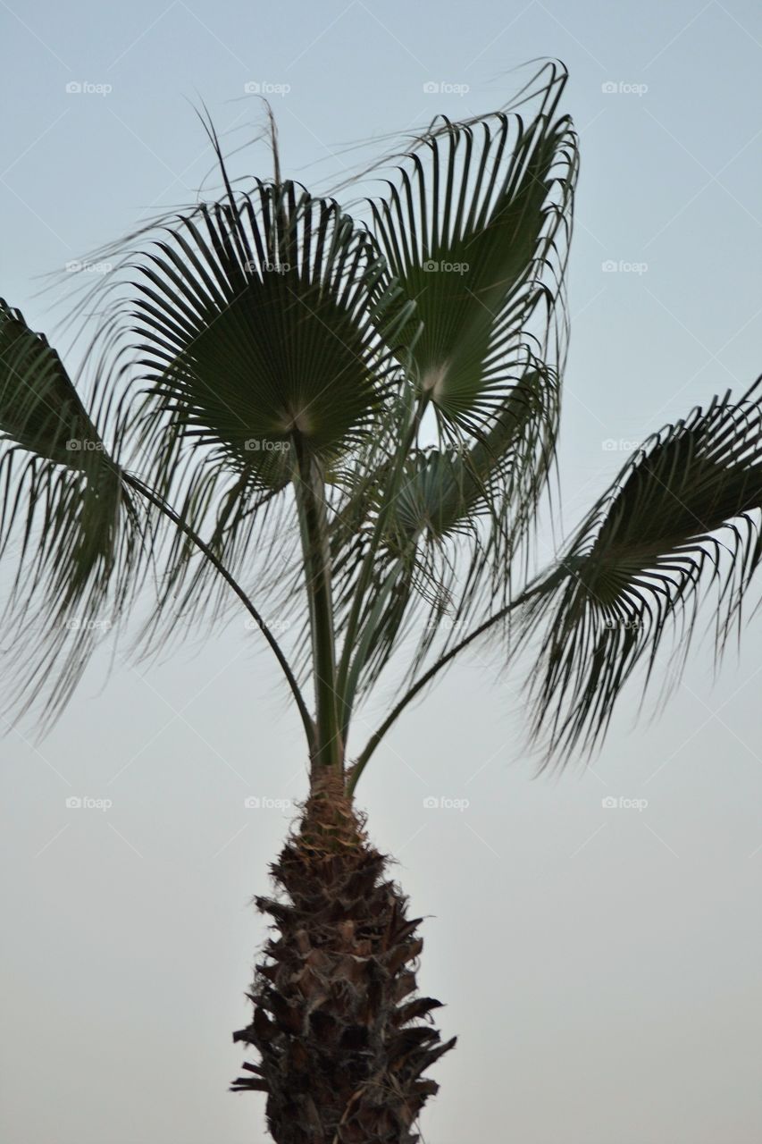 palmtree