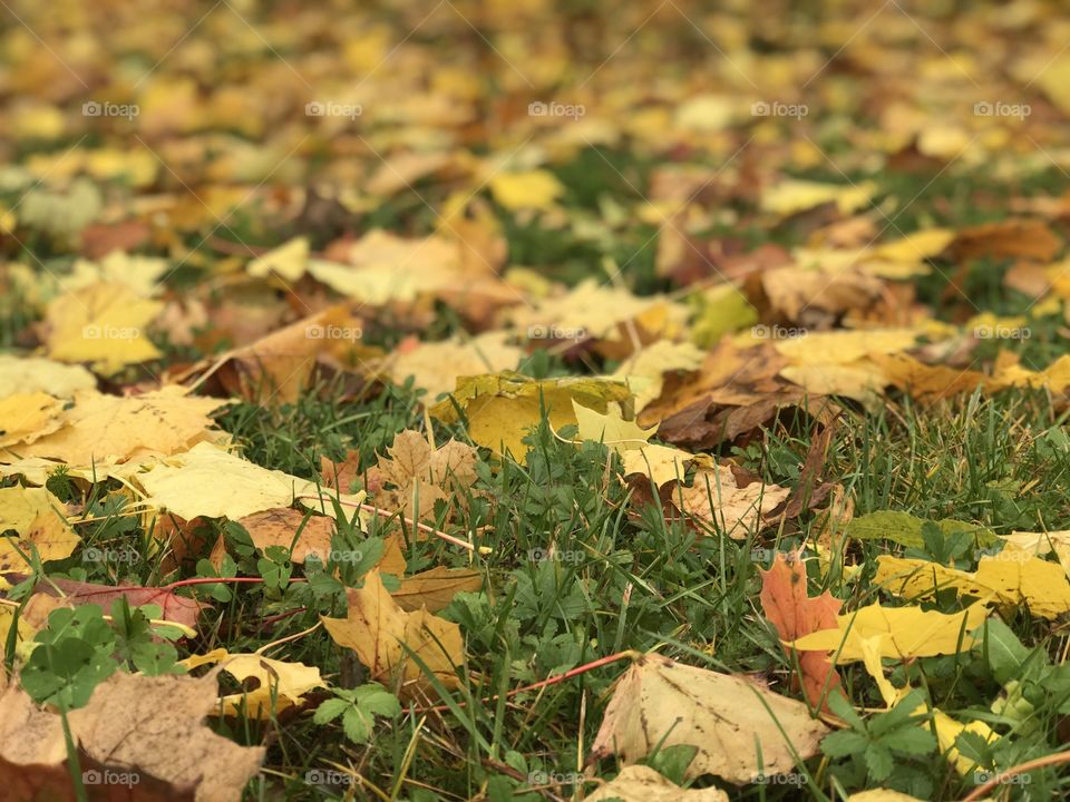 Autumn Magic france 🇫🇷 