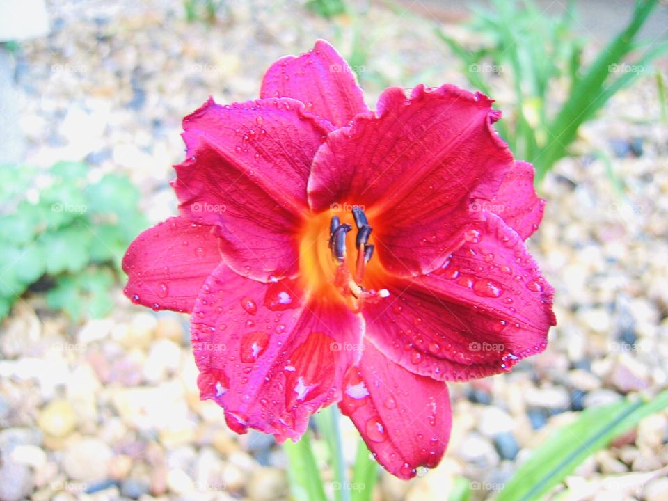 Gorgeous bright pink flower totally opened up with lots of water droplets against rock background. 