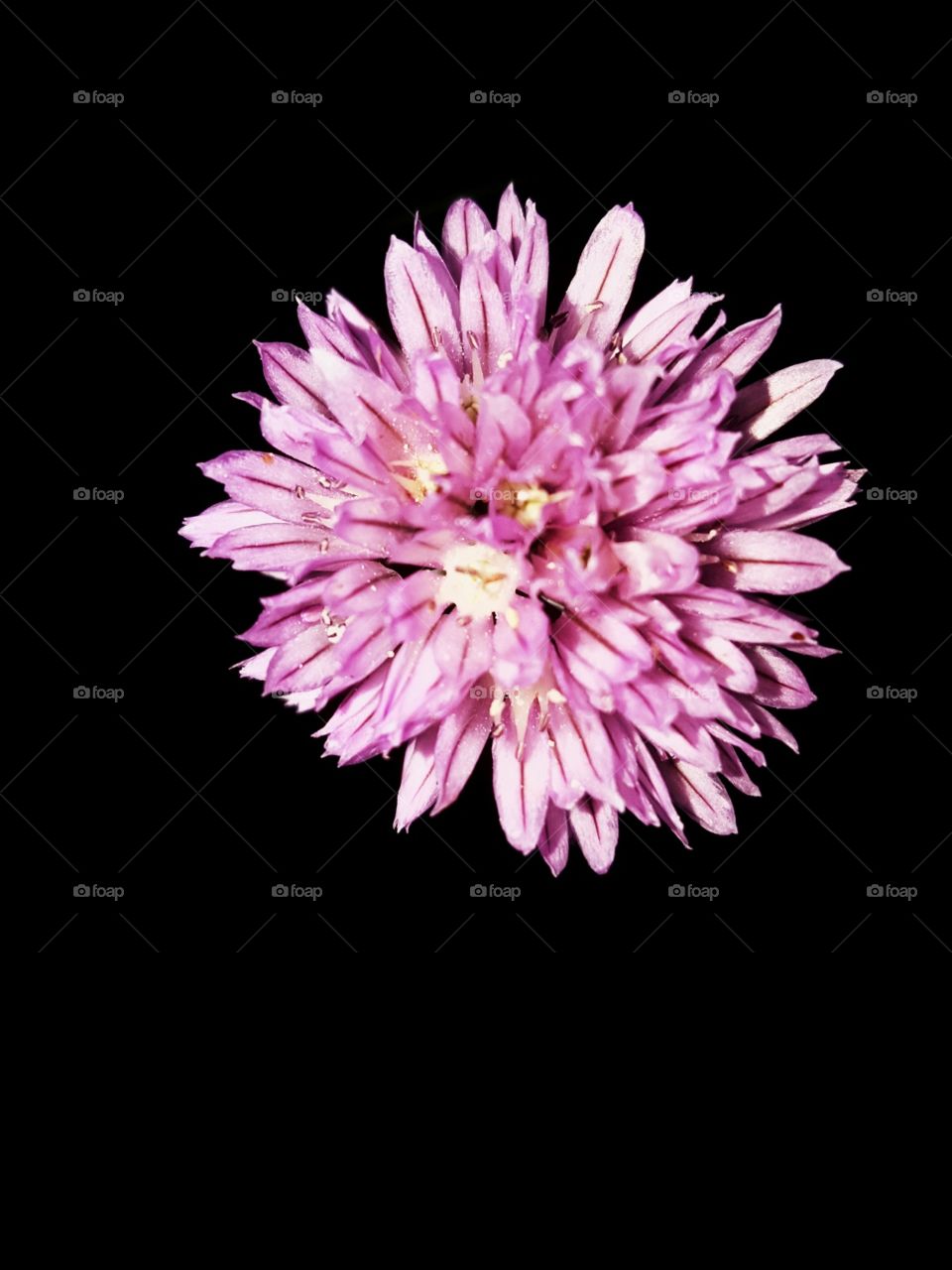 chive flower