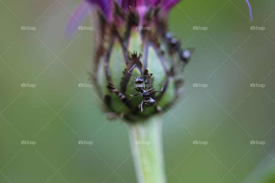 Ant on flower