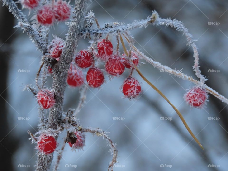 Berries in frost