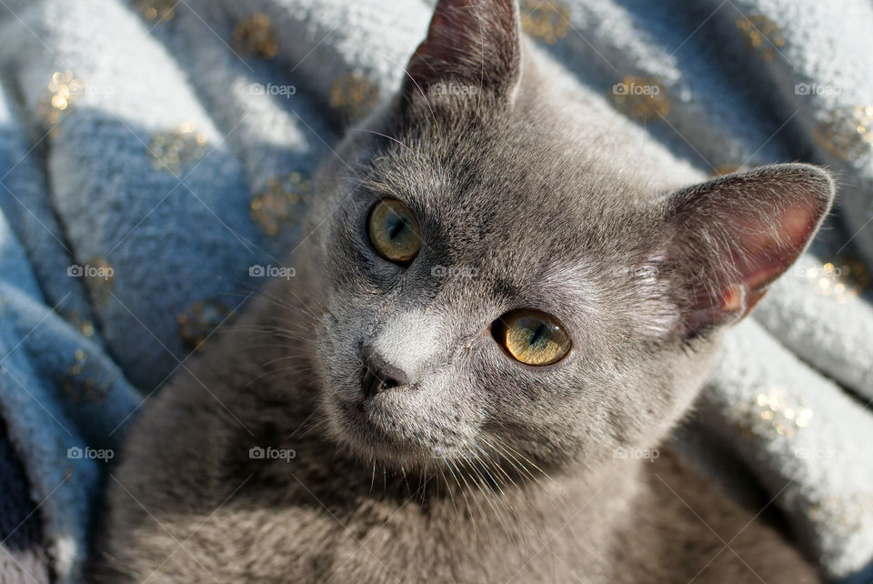 Gray kitten looking into the camera 
