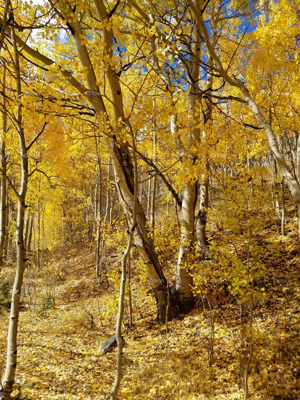Fall, Wood, Leaf, Tree, Season