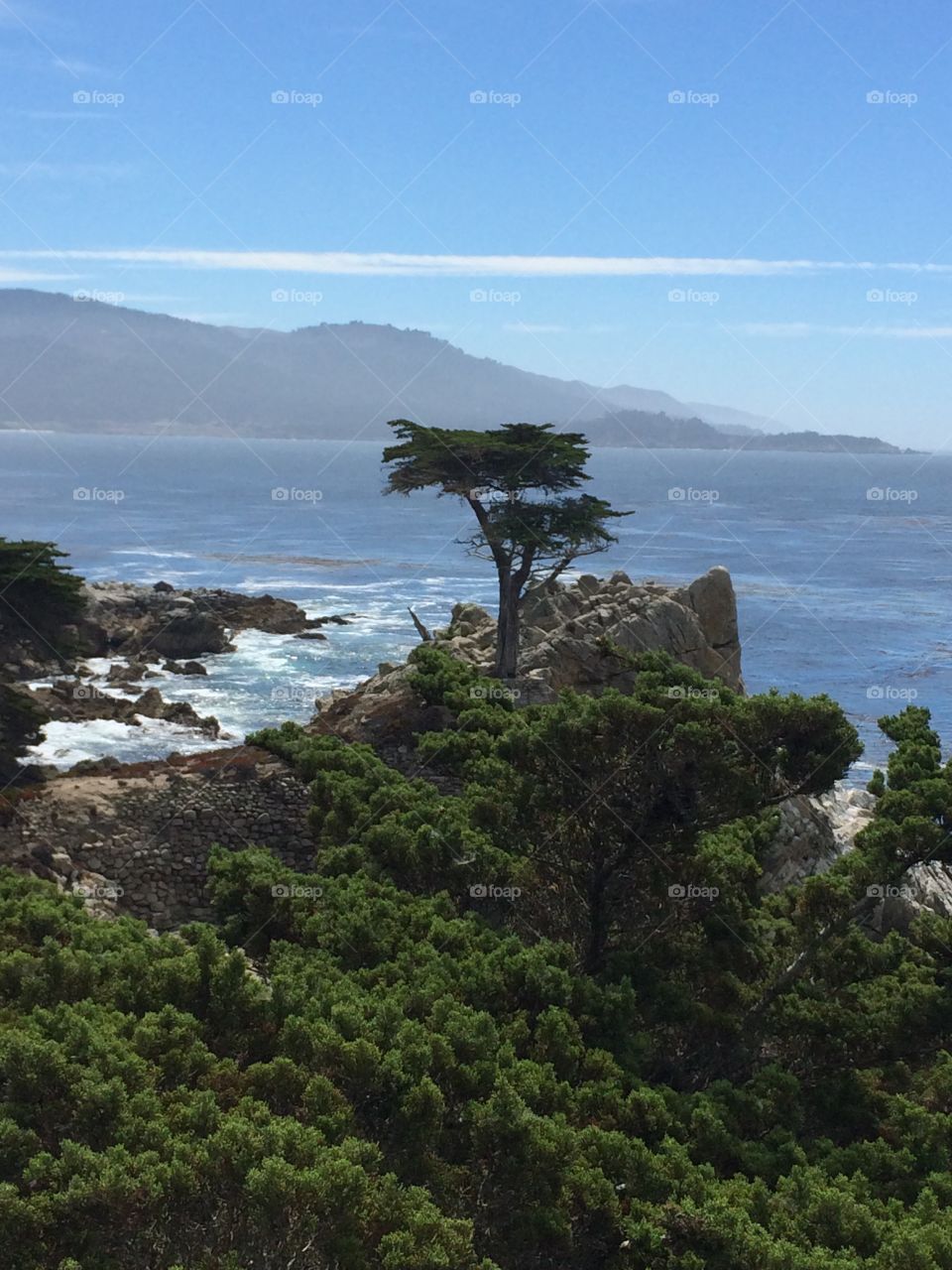 Lone cypress in Monterey. 