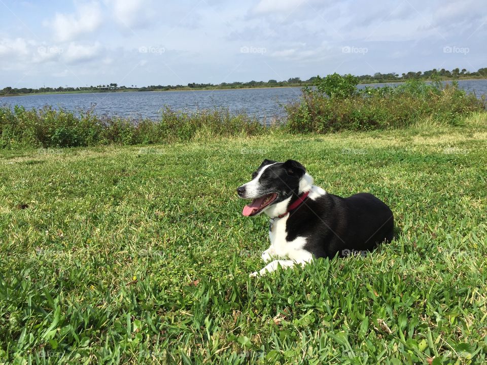 Grass, Field, Animal, Dog, Hayfield