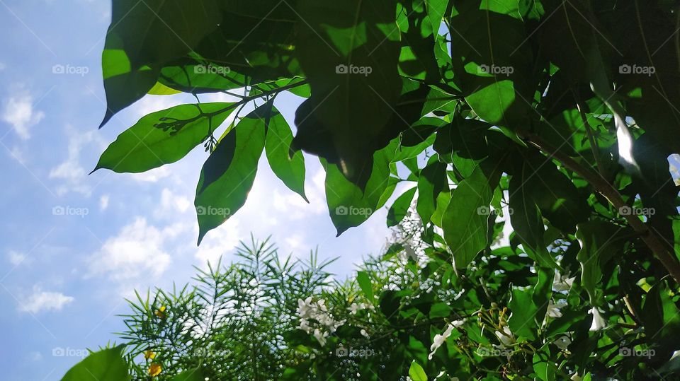 Ever wondered how frogs see the world?